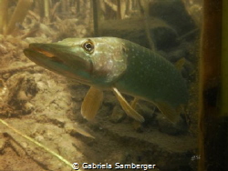 Esox looking at the sun by Gabriela Samberger 